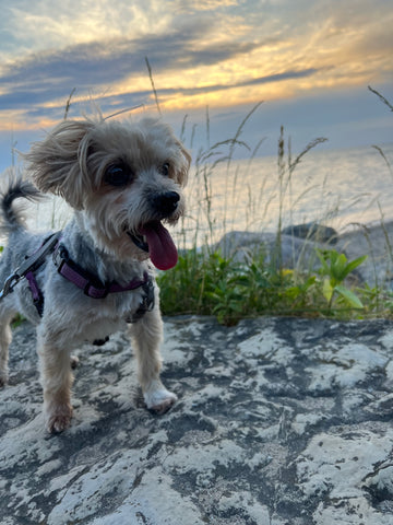 Senior Dog Lucy at the Cottage