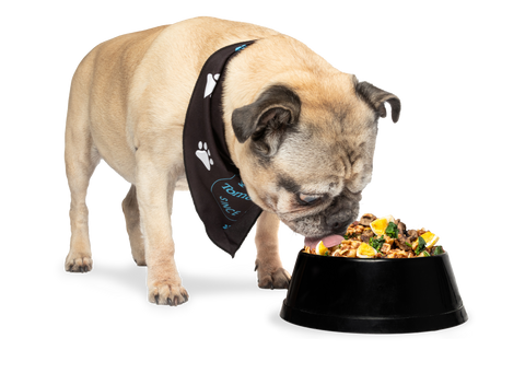 pug eating food