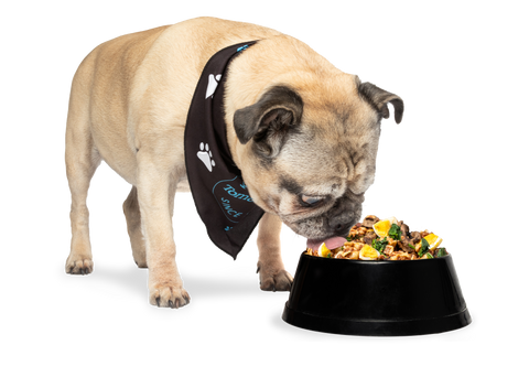 pug eating dog food