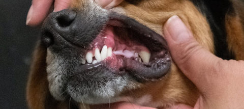 Person checking dog's teeth for issues