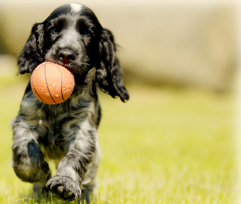 dog with ball
