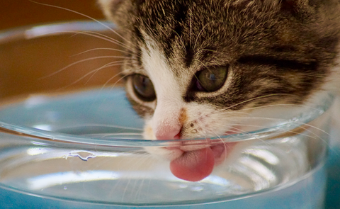 cat drinking water