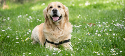 retriever in field 