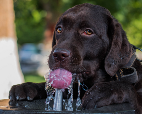 labradour drinking water 