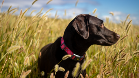 dog in wheat field 