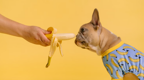 dog with banana