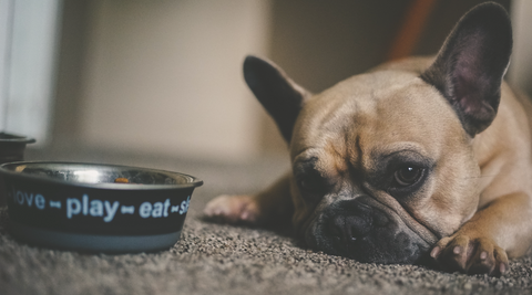 frenchie with bowl of kibble