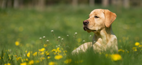 Labrador in the grass