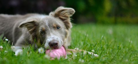 dog with kong