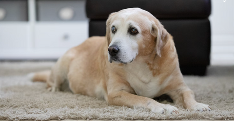 senior labrador