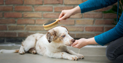 Puppy getting brushed