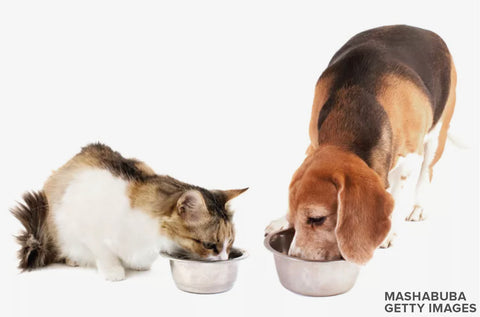 cat and dog eating out of bowl