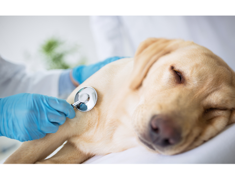 Sick dog with stethoscope