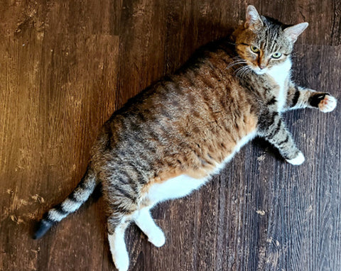 Senior cat laying down on floor