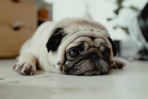 Understanding vomiting in dogs - sad pug