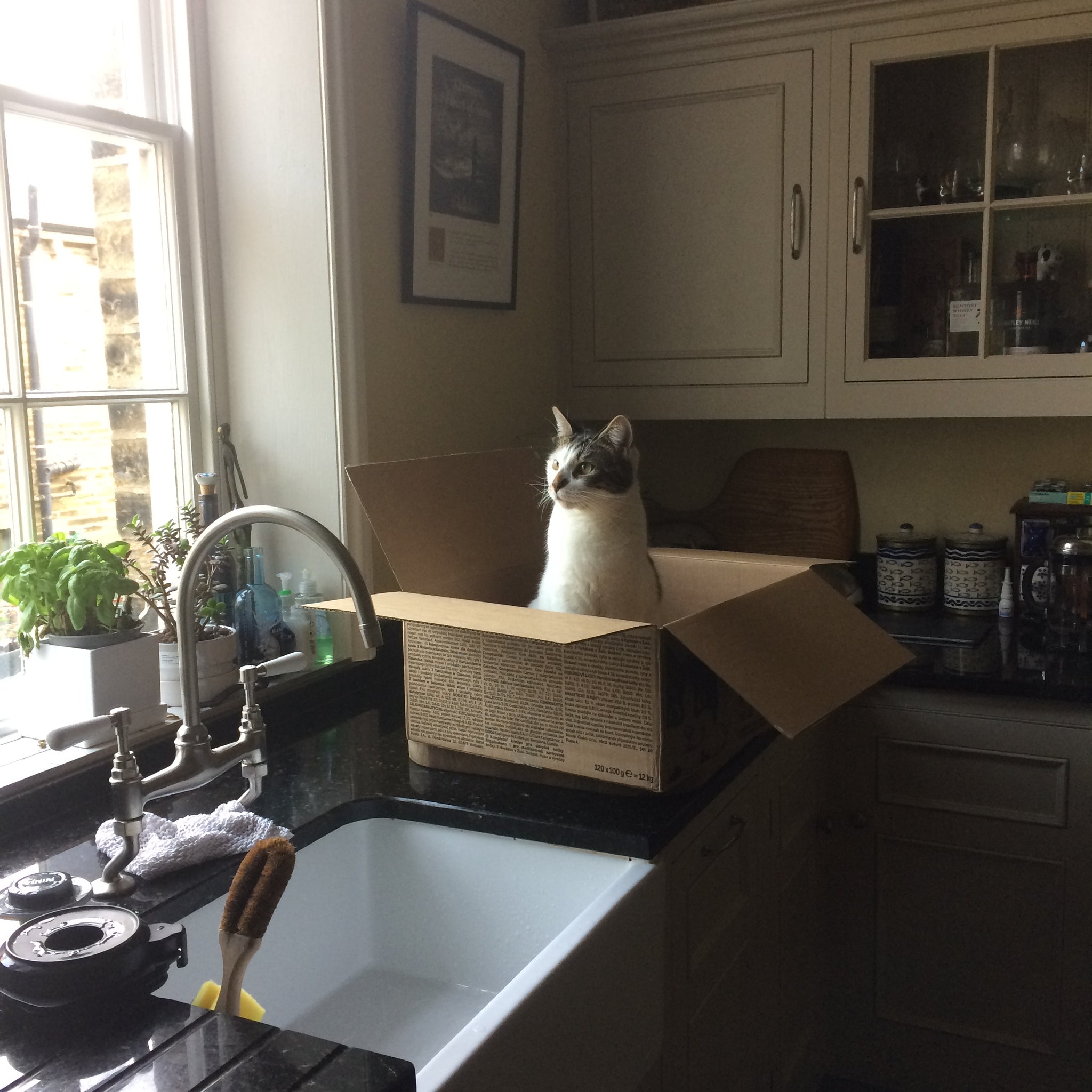 Bin juice the cat and his boxes