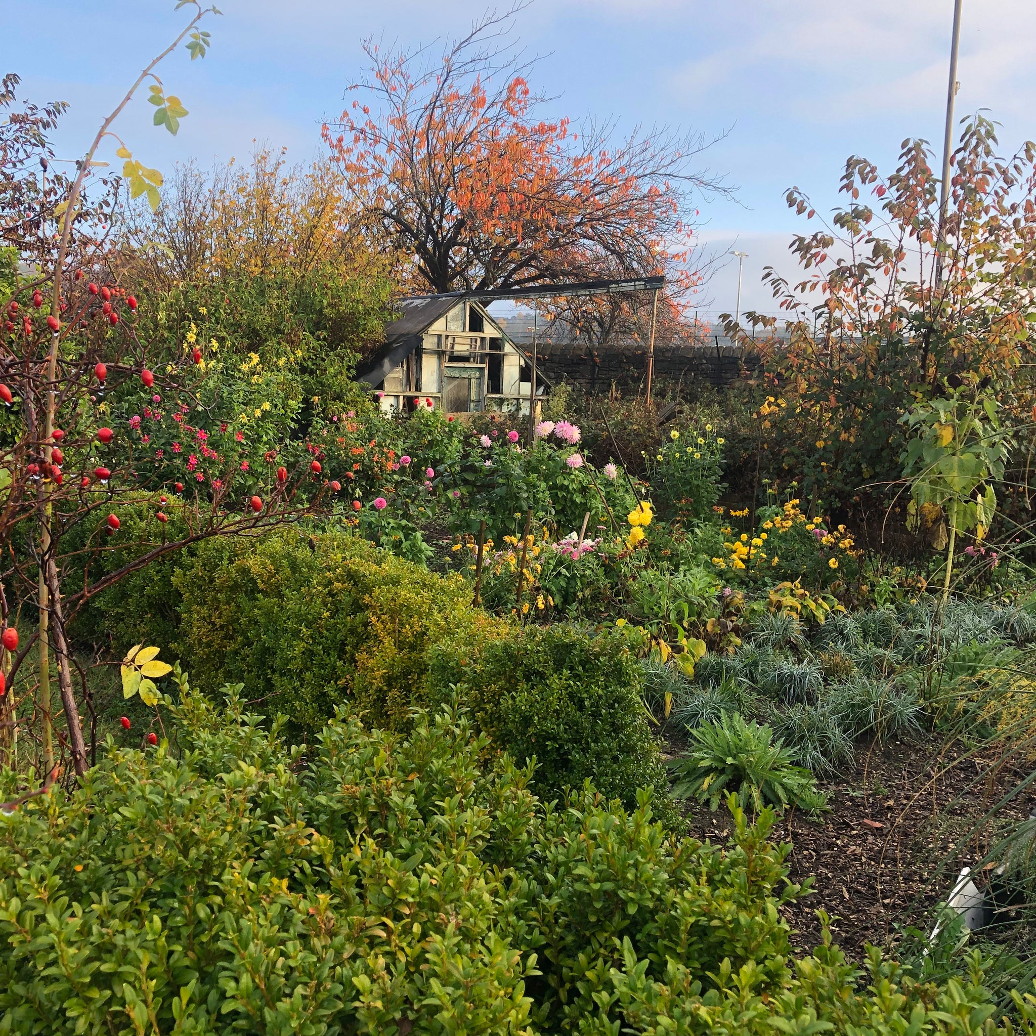 Beckfoot allotments and Paula Dunn Artist