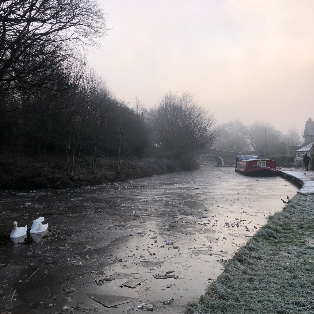 Pair of swans on the Leeds Liverpool Canal