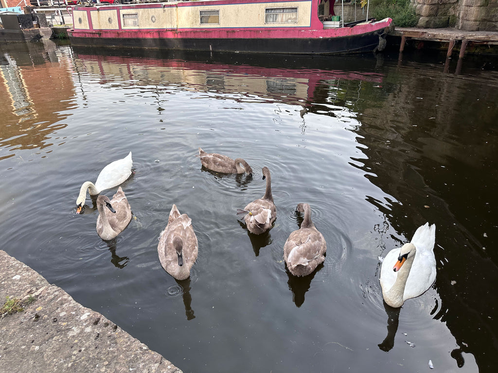 Swan family on the Leeds Liverpool Canal