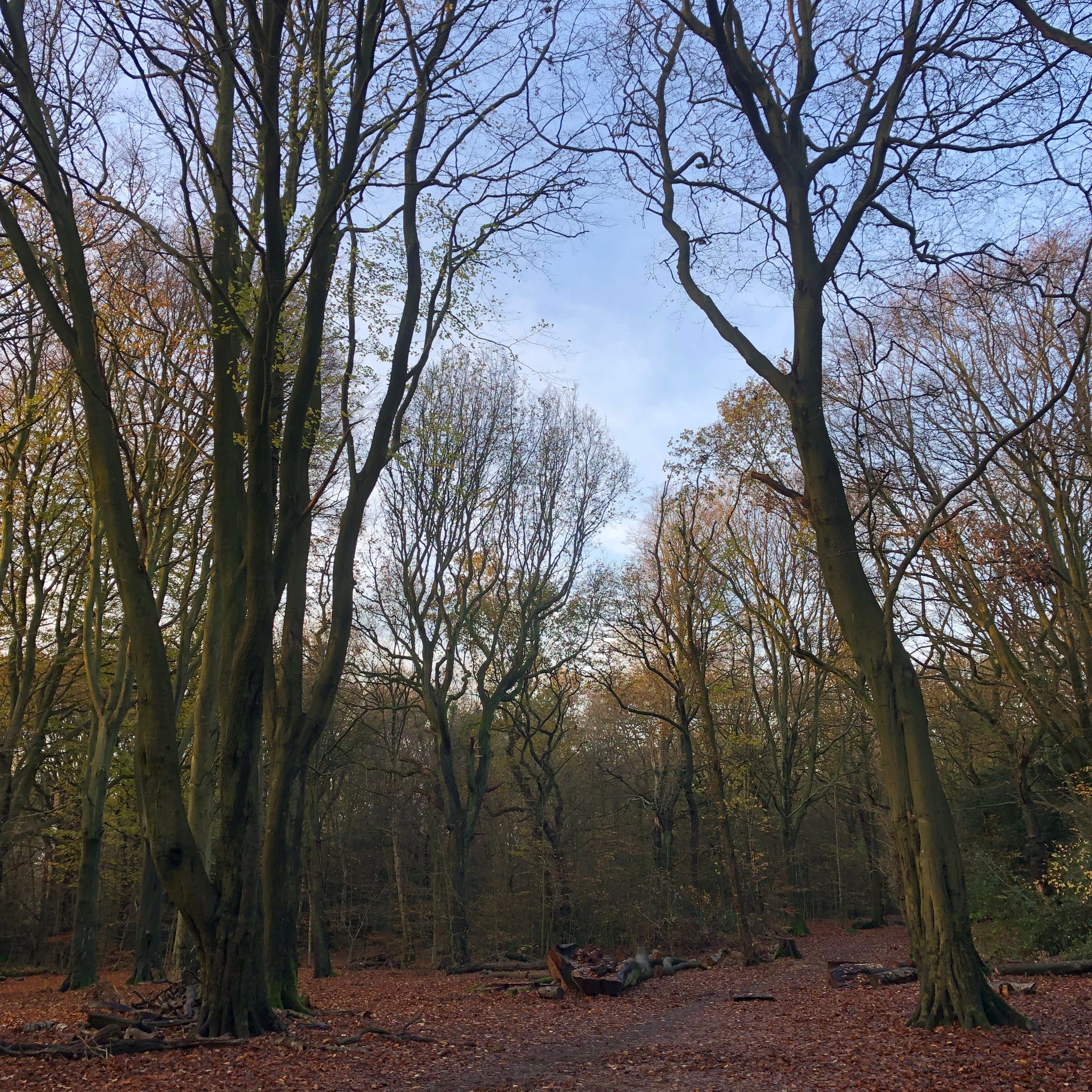 Paula Dunn Artist in Hirst Woods