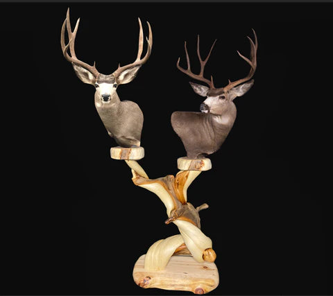 double head texas mule deer pedestal