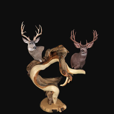 double head texas deer taxidermy pedestal