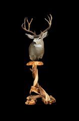 double base juniper taxidermy pedestal