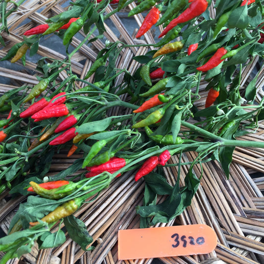 Piment fort Chili d'Arbol - Bio – Greta's Family Gardens