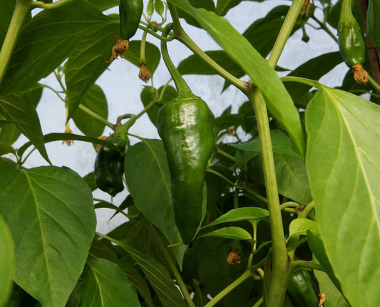 Piment fort Super Chili – Villiard Serres et jardins