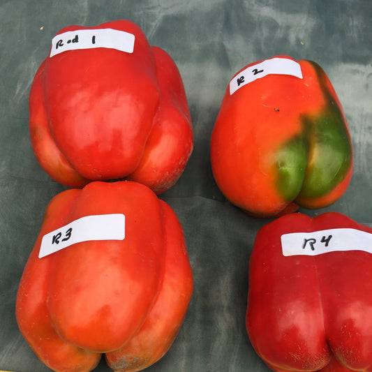 Red Bell Pepper (appx 250-300 gms) – Fruit Box & Co.