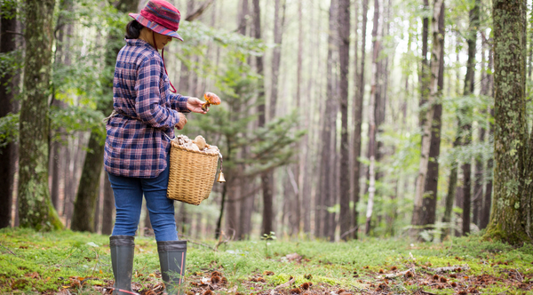 The Polish Mushroom Hunting Tradition