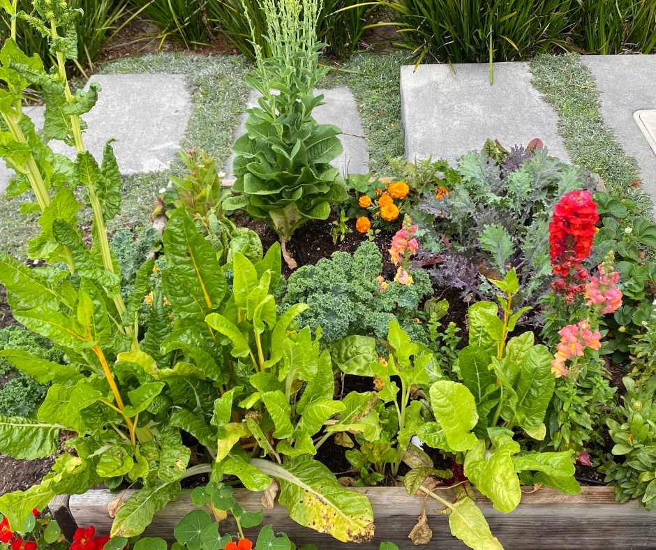 styrofoam cooler as a planter for herbs or small flowers