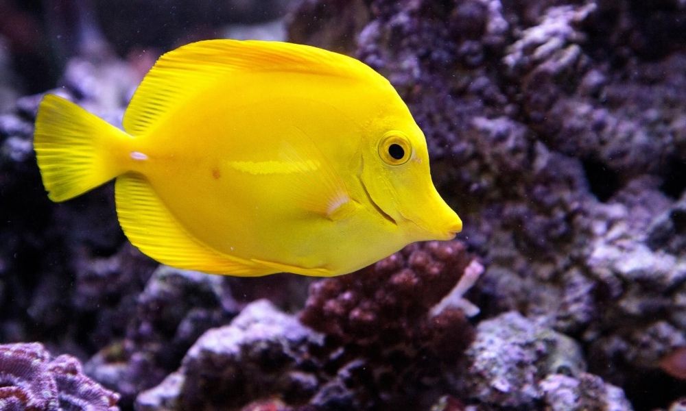 Fish Ulcer Causes, Signs, and Treatment | eFishMox