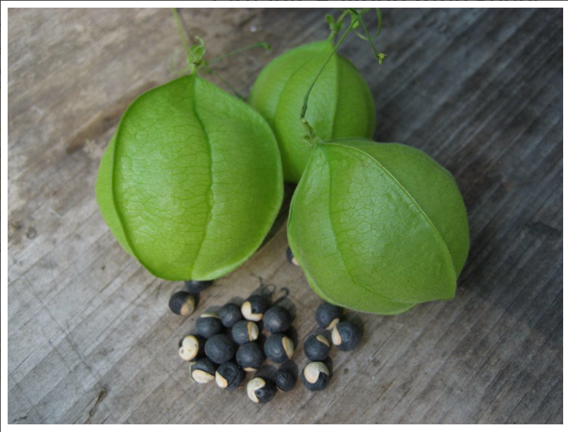 Organic Balloon Vine Seeds The Gold Trout