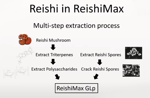 Reishi Multi step Extraction