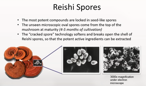 Reishi Spores