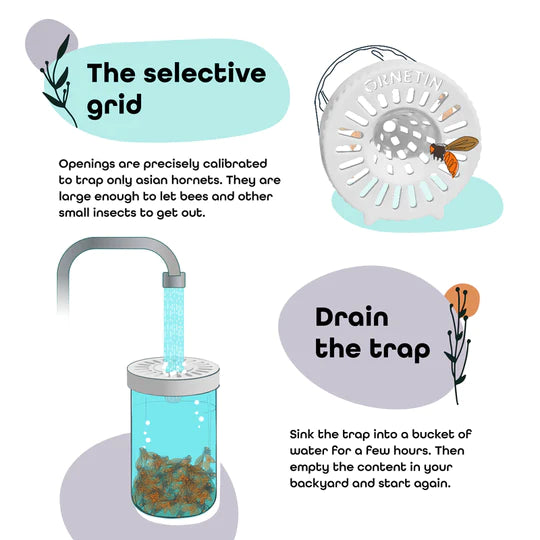 piège à frelons asiatique recyclage