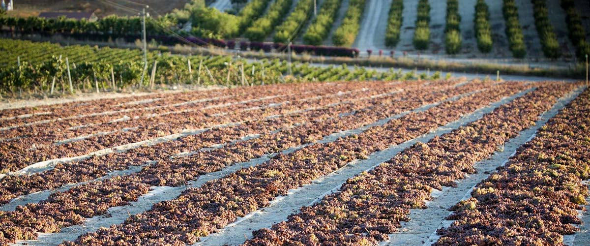 Il processo dell'Asoleo per concentrare le uve di Pedro Ximenez