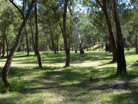 clearing in the bushland