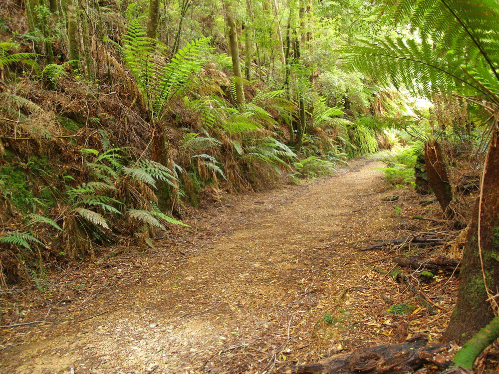 Montezuma Falls Track, Tasmania