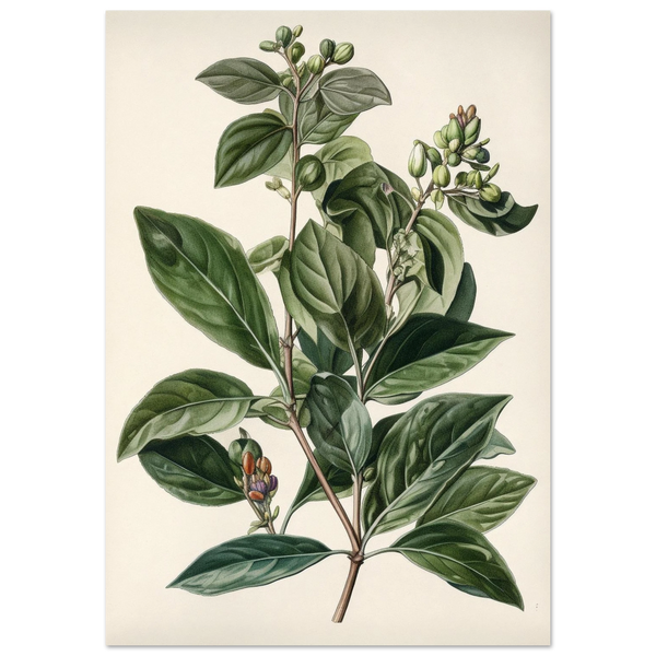 Botanical Illustration of Leaves and Berries Poster