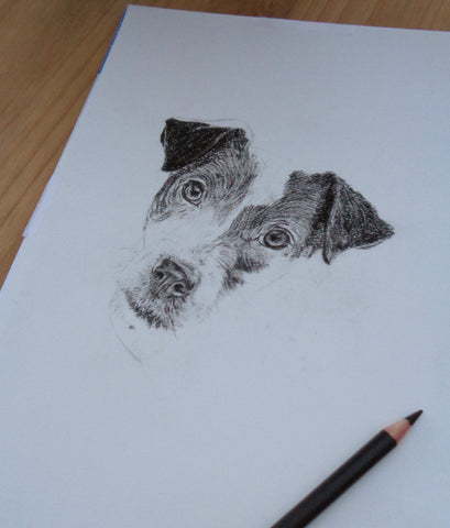 charcoal-portrait-jack-russell-5