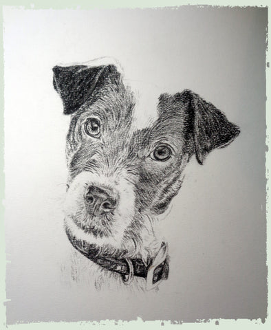 charcoal-portrait-jack-russell-6