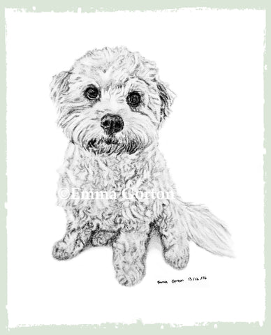 charcoal-portrait-cavachon-6