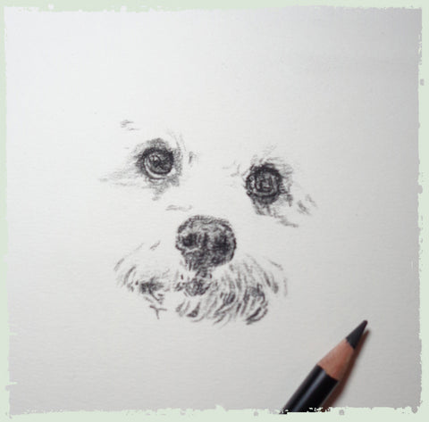 charcoal-portrait-cavachon-3