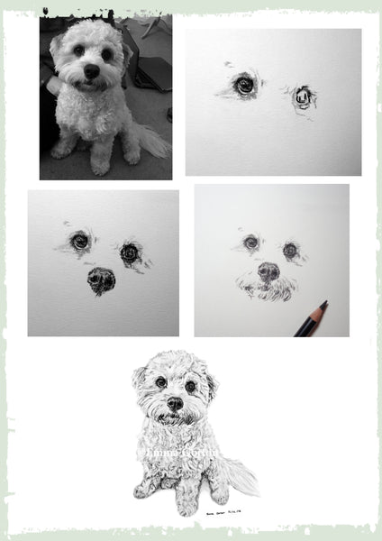 charcoal-portrait-cavachon