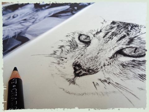 charcoal-portrait-egyptian-mau-3