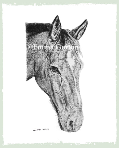 charcoal-portrait-danny-horse-8