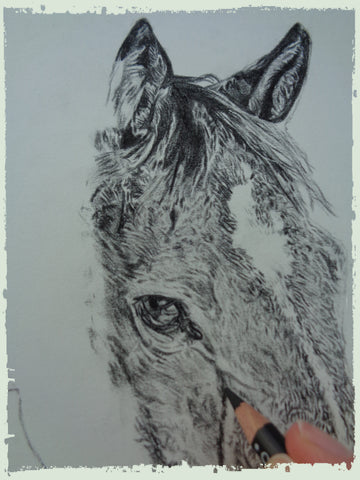 charcoal-portrait-danny-horse-5