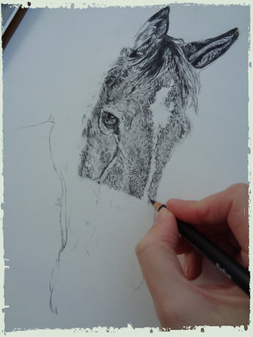 charcoal-portrait-danny-horse-6